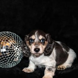 Rancher - Piebald male Dachshund puppy in Coldwater, Mississippi from Mississippi Shorties Miniature Dachshunds