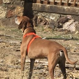 Leroy - Rhodesian Ridgeback