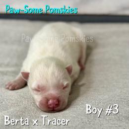 Boy 3 - White male Pomsky puppy in Krum, Texas from Paw-Some Pomskies