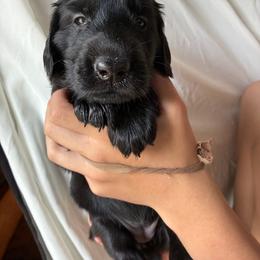 Amelia - Black female Flat-Coated Retriever puppy in Park Rapids, Minnesota from Catori