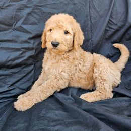 Labradoodle Puppies from Jesus Castro