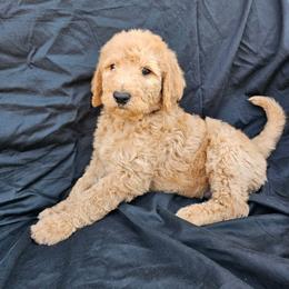 Labradoodle Puppies from Jesus Castro