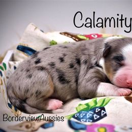 Miniature American Shepherd Puppies from Borderview Aussies