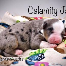 Miniature American Shepherd Puppies from Borderview Aussies