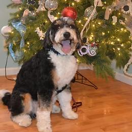 Tucker - Bernedoodle