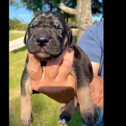 Nova - Black female Great Dane puppy in Weatherford, Texas from Oak Bend Danes