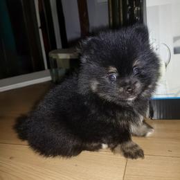 Rocky - Black and tan parti male Pomeranian puppy in Albany, New York from K&A Little Wonder's