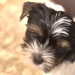 Yorkshire Terriers from Mimi’s AKC Yorkies