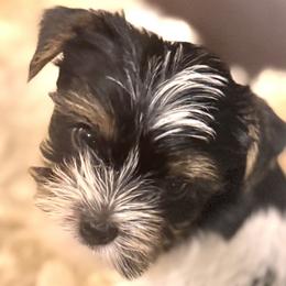 Yorkshire Terriers from Mimi’s AKC Yorkies