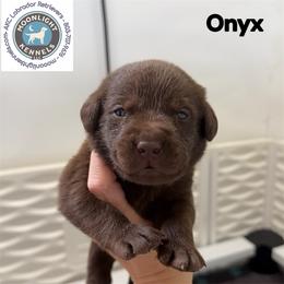 Onyx - Chocolate male Labrador Retriever puppy in Elloree, South Carolina from Moonlight Kennels LLC