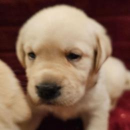 Yellow - Yellow male Labrador Retriever puppy in Siloam Springs, Arkansas from Karemy Kennels (Karemy Labradors)