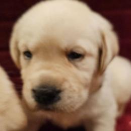 Yellow - Yellow male Labrador Retriever puppy in Siloam Springs, Arkansas from Karemy Kennels (Karemy Labradors)