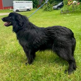 Cosmo - Miniature Australian Shepherd