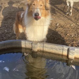 Azawakh, Collie, and Standard Schnauzer All Grown Up from Kokomo Kennels