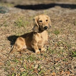 Maisie - Dachshund