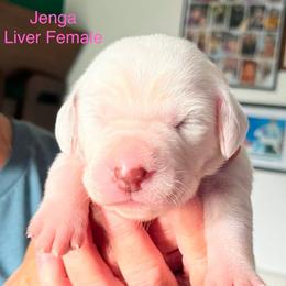 Jenga - White and liver brown female Dalmatian puppy in New Jersey from Prestige Dalmatians