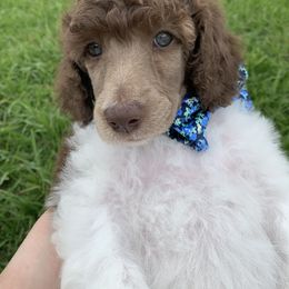 Poodle Puppies from The Parti Collection