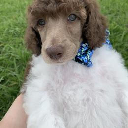 Poodle Puppies from The Parti Collection