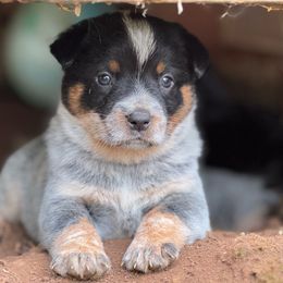 Spur - Blue male Australian Cattle Dog puppy in Cottage Grove, Oregon from Heirloom Ranch