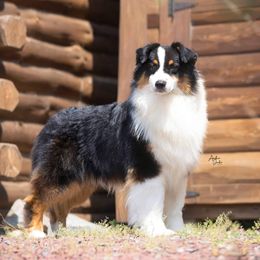 Australian Shepherd puppies from STEPHANIE WINTERS