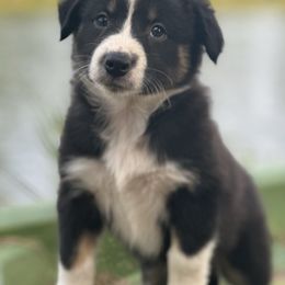 Luna - Black tri-color female Australian Shepherd puppy in Oakland City, Indiana from Moonlightaussies