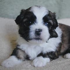 Archie - Brown male Shichon puppy in Pennsylvania from Manor Hills Shih Tzus