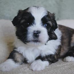 Archie - Brown male Shichon puppy in Pennsylvania from Manor Hills Shih Tzus