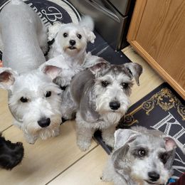 Miniature Schnauzer Puppies from Sonia's Pack Schnauzers for ever.