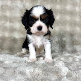 Copper - Tri-color male Cavalier King Charles Spaniel puppy in Bedias, Texas from JSK Aussie and Cavaliers