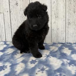 Dark purple - Black female German Shepherd puppy in Herrick, South Dakota from Dakota Shepherds Kennels