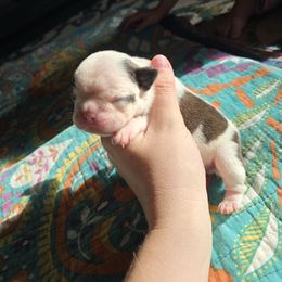 Boy 1 - Black brindle and white male Boston Terrier puppy in Gibson City, Illinois from Quinn's Kennels