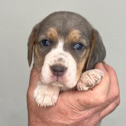 AKC Yellow Collar Female - Beagle puppy from Idaho Beagles