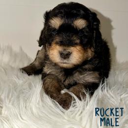 Rocket - Tri-color male Bernedoodle puppy in Beecher, Illinois from Erica’s Doodles