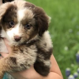 Toy Australian Shepherd Puppies from South Paw Toy Aussies