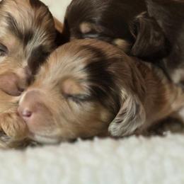 Spot - Chocolate and cream male Dachshund puppy in Oklahoma City, Oklahoma from OkieDoxieland Dachshunds