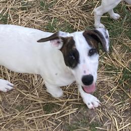 The Cache Knight “Sir Cache” - Jack Russell Terrier puppy from Royal Russells Ranch