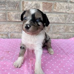 Pink Girl - Blue merle Aussiedoodle puppy in Centerburg, Ohio from A Dose Of Doodle