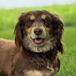 Dachshunds from Dragonfly Doxies