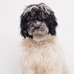 Roxy - Australian Labradoodle