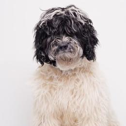 Roxy - Australian Labradoodle