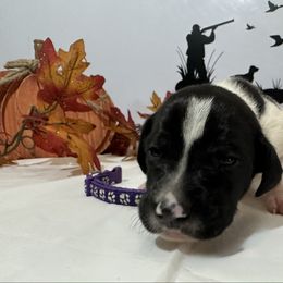 Purple - Black and white female German Shorthaired Pointer puppy in Newton Grove, North Carolina from Wayalife Labradors & Gsp’s