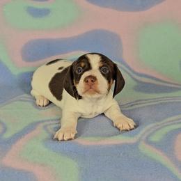 Dachshund Puppies from Newbern's Nuggets