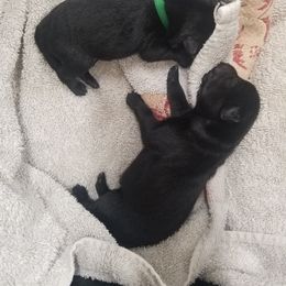 Schipperke Puppies from Lori O'Neil