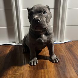 American Bully Puppies from M&M XL Bully Kennel