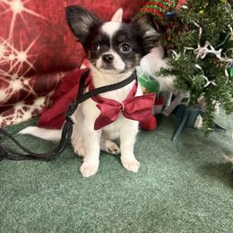 Joker - Black and white male Chihuahua puppy in St. Louis, Missouri from Lisa's Starlit Chihuahas