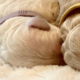 Lavender girl - Cream female Australian Labradoodle puppy in Upland, California from Kings Labradoodles