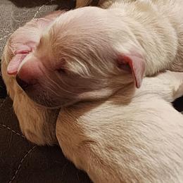 White - Golden female Golden Retriever puppy in Lucasville, Ohio from Halo Kennels