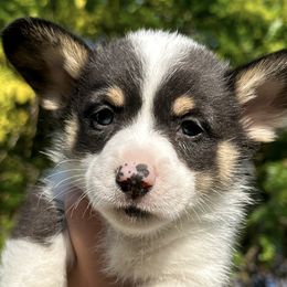 Boy 1 - Pembroke Welsh Corgi puppy in Springville, California from Campbell Creek Corgis