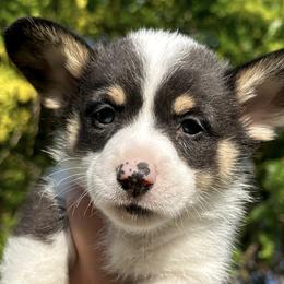 Boy 1 - Pembroke Welsh Corgi puppy in Springville, California from Campbell Creek Corgis