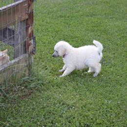 Poodle Puppies from D and D Standard Poodles